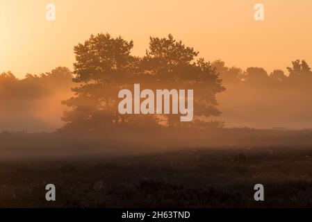 Morgenstimmung in der behringer heide,das Licht der aufgehenden Sonne erhellt den Nebel,einzelne Kiefern stehen in der Heide,Naturschutzgebiet bei behringen bei bispingen,naturpark lüneburger Heide,deutschland,niedersachsen Stockfoto