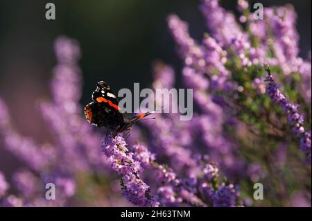 Ein Schmetterling (Admiral) sitzt auf den Blüten von Heidekraut (calluna vulgaris),borsteler schweiz,Naturschutzgebiet bei bispingen,naturpark lüneburger Heide,deutschland,niedersachsen Stockfoto