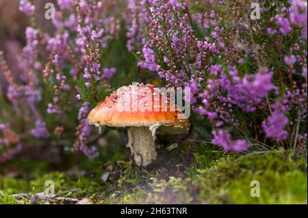 Zwischen den Büschen der Gemeinen Heide (calluna vulgaris) im totengrund, Naturschutzgebiet bei bispingen, Naturpark lüneburger Heide, deutschland, niedersachsen, wächst eine Fliegenagarie (amanita muscaria) Stockfoto