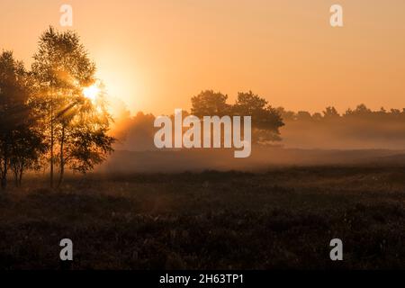 Morgenstimmung in der behringer heide,das Licht der aufgehenden Sonne erhellt den Nebel,einzelne Baumgruppen stehen in der Heide,Naturschutzgebiet bei behringen bei bispingen,naturpark lüneburger Heide,deutschland,niedersachsen Stockfoto