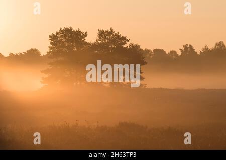 Morgenstimmung in der behringer heide,das Licht der aufgehenden Sonne erhellt den Nebel,einzelne Kiefern stehen in der Heide,Naturschutzgebiet bei behringen bei bispingen,naturpark lüneburger Heide,deutschland,niedersachsen Stockfoto