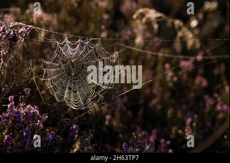 Eine Spinne hat ihr Netz zwischen blühenden Heidesträuchern gewebt, Tautropfen lassen die Spinnfäden im Gegenlicht leuchten, Morgenlicht, behringer heide, Naturschutzgebiet bei behringen bei bispingen, naturpark lüneburger Heide, deutschland, niedersachsen Stockfoto