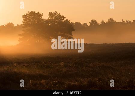 Morgenstimmung in der behringer heide,das Licht der aufgehenden Sonne erhellt den Nebel,einzelne Kiefern stehen in der Heide,Naturschutzgebiet bei behringen bei bispingen,naturpark lüneburger Heide,deutschland,niedersachsen Stockfoto