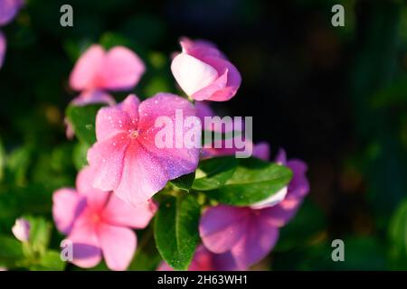 Nahaufnahme einer rosafarbenen Morgenblüte am frühen Morgen mit Tau auf den Blütenblättern Stockfoto