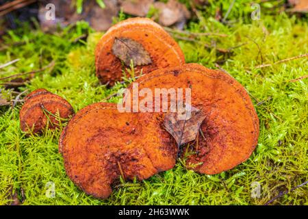 Pilze auf totem Holz mit Moos überwuchert, lackporling Stockfoto