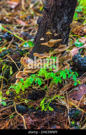 Verkohltes Holz und frische Vegetation nach einem Waldbrand Stockfoto