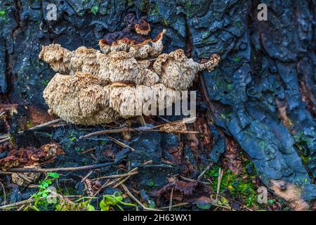 Verkohltes Holz und frische Vegetation nach einem Waldbrand Stockfoto