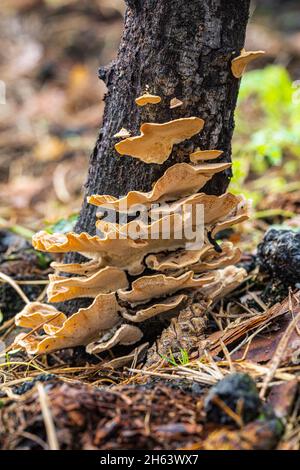 Verkohltes Holz und frische Vegetation nach einem Waldbrand Stockfoto