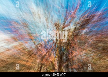 Verschwommener, verschwommener Wald aufgrund von Bewegungsunschärfen Stockfoto