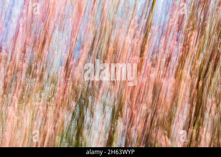 Verschwommener, verschwommener Wald aufgrund von Bewegungsunschärfen Stockfoto