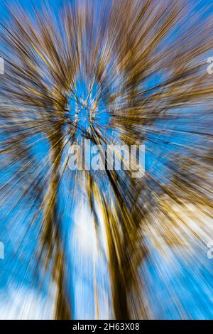 Verschwommener, verschwommener Wald aufgrund von Bewegungsunschärfen Stockfoto