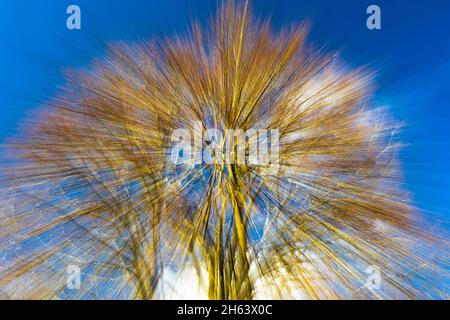 Verschwommener, verschwommener Wald aufgrund von Bewegungsunschärfen Stockfoto