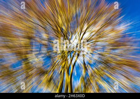 Verschwommener, verschwommener Wald aufgrund von Bewegungsunschärfen Stockfoto