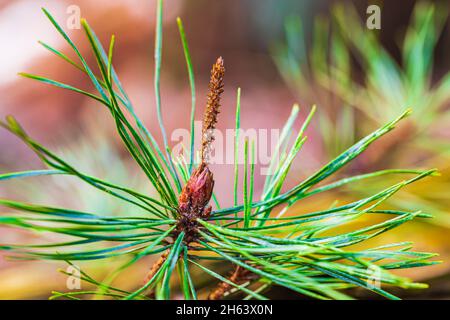 Waldkiefer (pinus sylvestris) Stockfoto