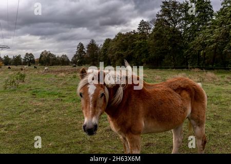 germany,luckenwalde,21. oktober 2021,Sturm 'hendrik',Pferd auf einem Fahrerlager während des Sturms Stockfoto