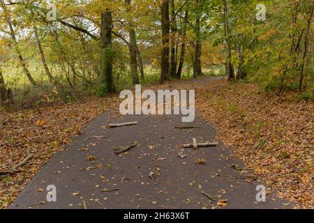 deutschland,luckenwalde,21. oktober 2021,Sturm 'hendrik',gebrochene Äste auf einem Radweg während des Sturms Stockfoto