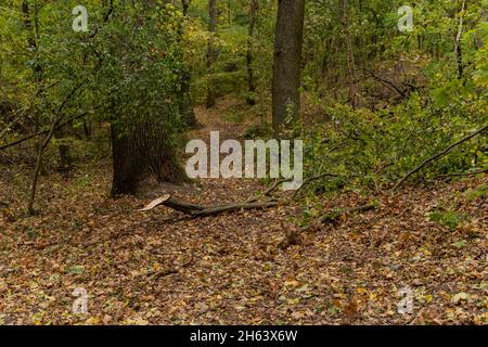 deutschland,luckenwalde,21. oktober 2021,Sturm 'hendrik',dicker, gebrochener Ast auf einem Waldweg während des Sturms Stockfoto