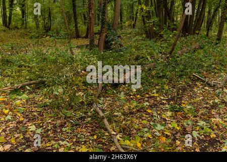 deutschland,luckenwalde,21. oktober 2021,Sturm 'hendrik',umgedrehter und gebrochener Baum im Wald während des Sturms Stockfoto