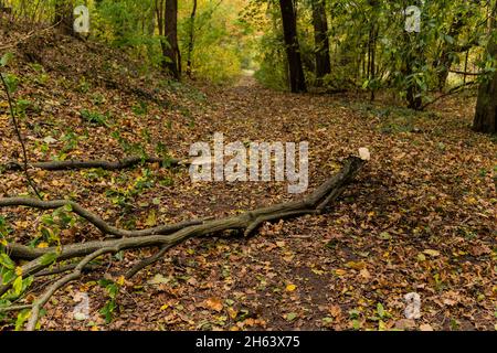 deutschland,luckenwalde,21. oktober 2021,Sturm 'hendrik',dicker, gebrochener Ast auf einem Waldweg während des Sturms Stockfoto