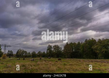 germany,luckenwalde,21. oktober 2021,Sturm 'hendrik',Pferde fressen während des Sturms ruhig in einem Fahrerlager Stockfoto