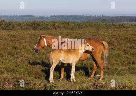 england, hampshire, der neue Wald, Stute und Fohlen Stockfoto