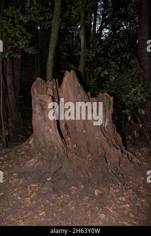 Ein subtropischer Lorbeerwald bedeckt die Höhen von La Gomera auf den Kanarischen Inseln und hält das ganze Jahr über ein feuchtes Klima aufrecht. Stockfoto