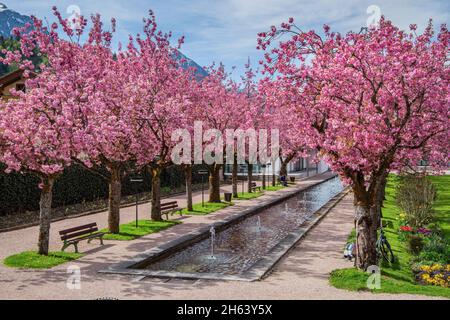 Blühende japanische Kirschbäume im Kurgarten mit Wasserbecken und Brunnen, berchtesgaden, berchtesgadener alpen, berchtesgadener Land, oberbayern, bayern, deutschland Stockfoto