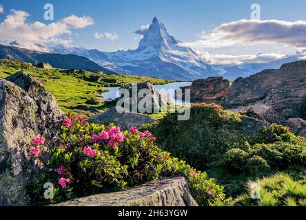 Blühende Alpenrosen am stellisee mit matterhorn 4478m in der Abendsonne,zermatt,mattertal,walliser alpen,wallis,schweiz Stockfoto