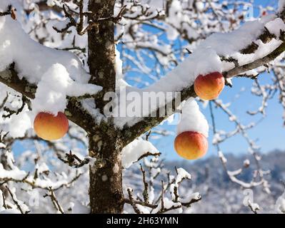 deutschland,baden-württemberg,Obstgärten im Winter,die letzten Äpfel auf dem Apfelbaum Stockfoto