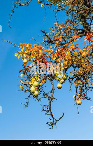 deutschland,baden-württemberg,kernen im remstal,Birnenbaum,Zweig mit reifen Birnen und Herbstblättern Stockfoto