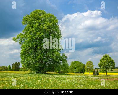 deutschland,baden-württemberg,gammertingen-feldhausen,Lindenbaum auf einer Frühlingsblumenwiese Stockfoto