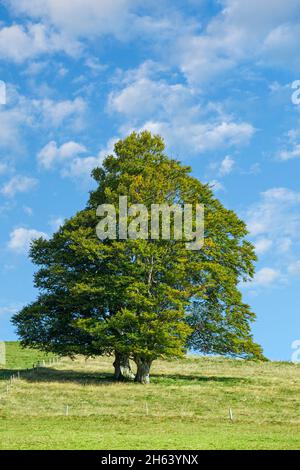 deutschland,baden-württemberg,oberried-hofsgrund,Weidenbuche auf freiburgs Hausberg schauinsland Stockfoto