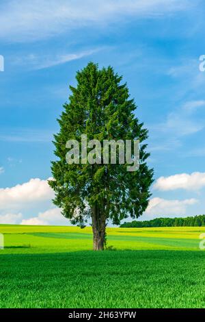 deutschland,baden-württemberg,westerheim,norwegenfichte,Ackerfelder,schwäbische alb Stockfoto