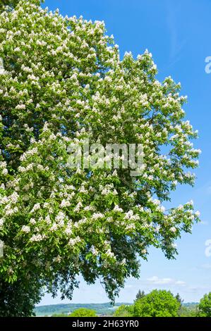 deutschland,baden-württemberg,kirchberg an der jagst,blühender Kastanienbaum, 'gemeine Rosskastanie',aesculus hippocastanum,Familie sacindacceae. Stockfoto