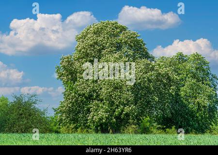 deutschland,baden-württemberg,kirchberg an der jagst,blühender Kastanienbaum, 'gemeine Rosskastanie',aesculus hippocastanum,Familie sacindacceae. Stockfoto