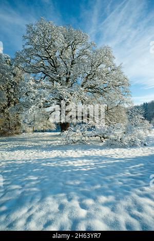 sulzeichen-Stieleiche, quercus robur, Winter das Naturdenkmal Sulzeichen bei Walddorf ist eine der größten Stieleichen in schönbuch. Das Sulzeichen wurde um 1550 gepflanzt. Stockfoto