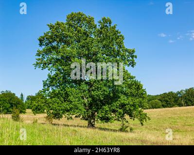 Zweistämmiige englische Eiche, quercus robur, freistehend, schwäbische alb Stockfoto