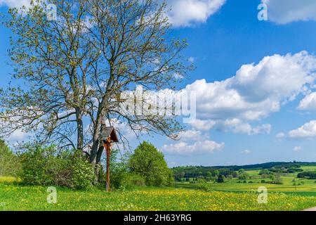 deutschland, baden-württemberg, meßstetten - hartheim, Feldkreuz, gemeine Asche, Stockfoto