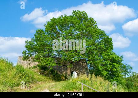 deutschland,baden-württemberg,veringenstadt,Esche,fraxinus excelsior,vor der Burgruine veringen Stockfoto