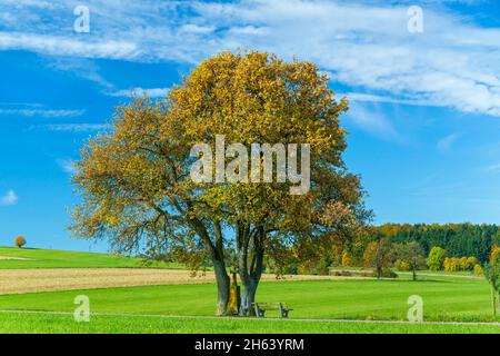 deutschland,baden-württemberg,leibertingen - kreenheinstetten,Weißbuchenbaum,Weißbuchenbaum,sorbusarie Stockfoto