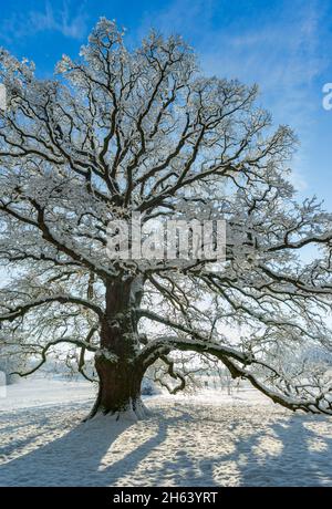 sulzeichen-Stieleiche, quercus robur, Winter das Naturdenkmal Sulzeichen bei Walddorf ist eine der größten Stieleichen in schönbuch. Das Sulzeichen wurde um 1550 gepflanzt. Stockfoto