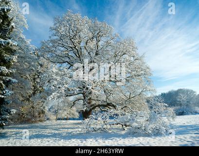 sulzeichen-Stieleiche, quercus robur, Winter das Naturdenkmal Sulzeichen bei Walddorf ist eine der größten Stieleichen in schönbuch. Das Sulzeichen wurde um 1550 gepflanzt. Stockfoto