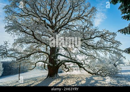 deutschland,baden-württemberg,walddorfhäslach,'Sulzeiche' stielige Eiche,quercus robur. Das Naturdenkmal Sulzeiche bei walddorf ist eine der größten Eichen in schönbuch. Das Sulzeichen wurde um 1550 gepflanzt. Stockfoto