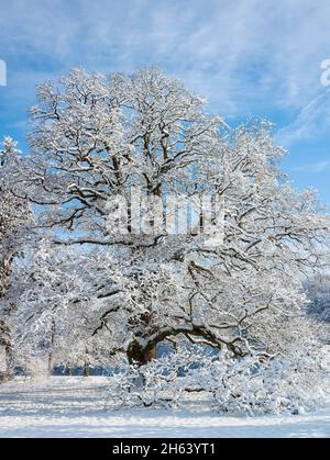 deutschland,baden-württemberg,walddorfhäslach,'Sulzeiche' stielige Eiche,quercus robur. Das Naturdenkmal Sulzeiche bei walddorf ist eine der größten Eichen in schönbuch. Das Sulzeichen wurde um 1550 gepflanzt. Stockfoto