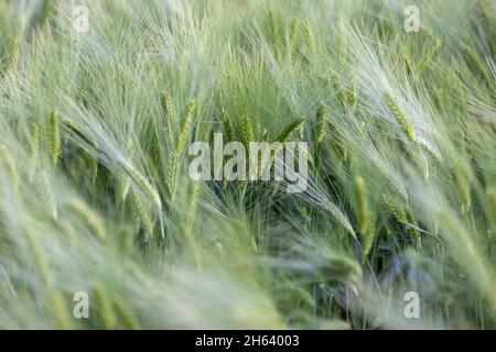 Nahaufnahme der Ähren von Weizen in einem Gerstenfeld Stockfoto