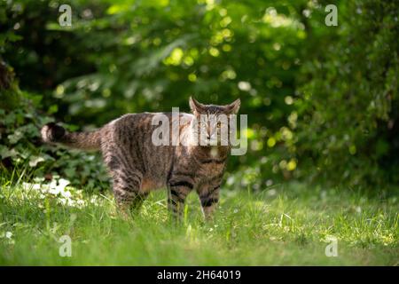 Tabby Katze steht auf sonniger Wiese mit grünen Pflanzen, die den Garten beobachten Stockfoto