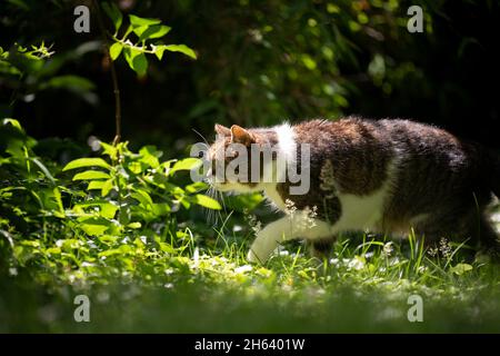 Tabby weiße Katze, die auf grünem Gras im Sonnenlicht läuft und den Hinterhof erkundet Stockfoto