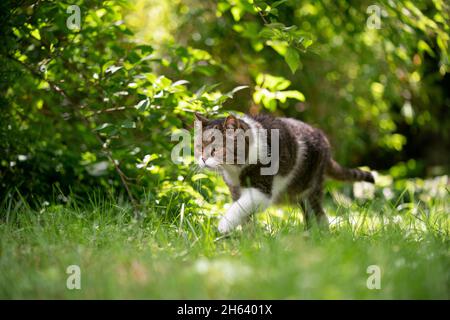 Tabby weiße Katze, die auf grünem Gras im Sonnenlicht läuft und den Hinterhof erkundet Stockfoto