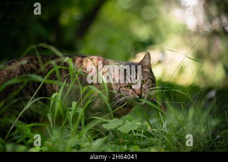 Tabby Katze im Freien in der Natur essen grünes Gras Stockfoto