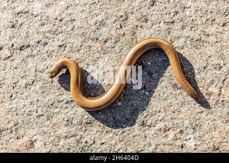 Langsamer Wurm auf einem Stein im Sonnenlicht Stockfoto